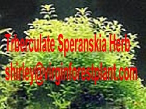 Trberculate Speranskia Herb (Shirley At Virginforestplant Dot Com)